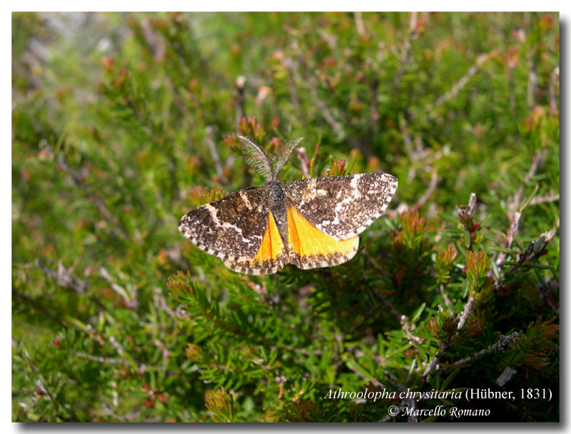 Bruchi fra l''erica, seconda parte: Athroolopha chrysitaria